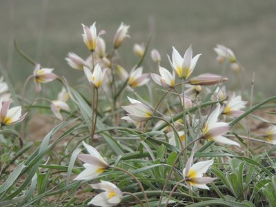 Tulipa biflora, photographed by Konstantin Grebennikov
