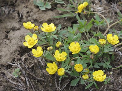 Ranunculus polyrhizos, photographed by Konstantin Grebennikov