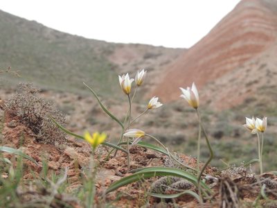Tulipa biflora, photographed by Konstantin Grebennikov