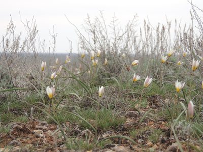 Tulipa biflora, photographed by Konstantin Grebennikov