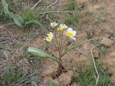 Tulipa biflora, photographed by Konstantin Grebennikov