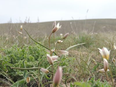 Tulipa biflora, photographed by Konstantin Grebennikov