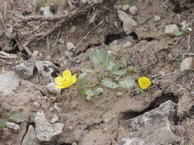 Ranunculus polyrhizos, photographed by Konstantin Grebennikov