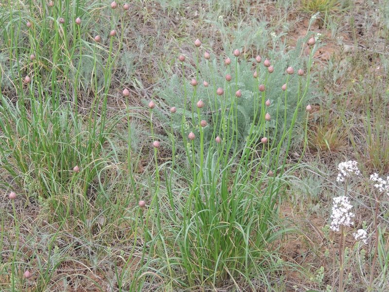 Allium inderiense, photographed by Konstantin Grebennikov