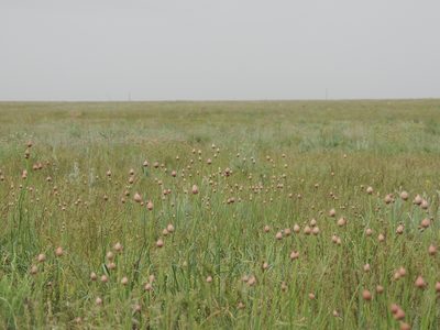 Allium inderiense, photographed by Konstantin Grebennikov