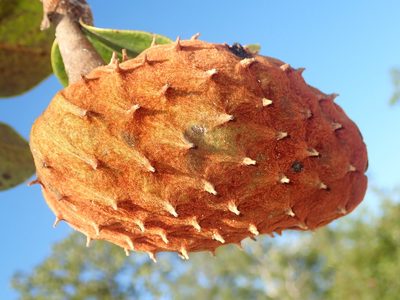 Annona coriacea, photographed by Tsssss
