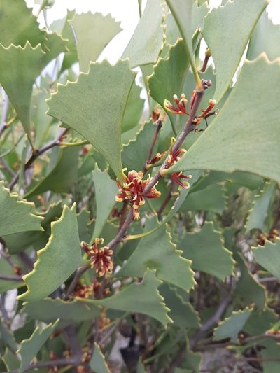 Hakea flabellifolia, photographed by T. Hammer