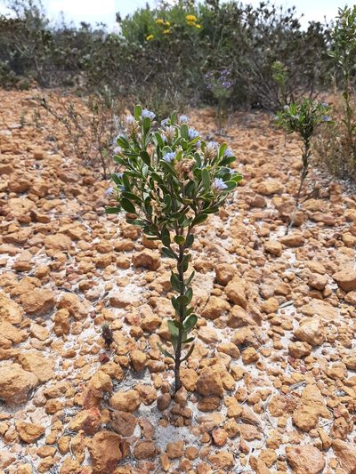 Conospermum nervosum, photographed by T. Hammer