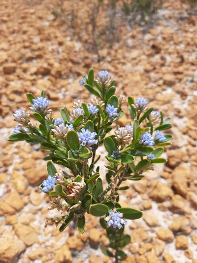 Conospermum nervosum, photographed by T. Hammer