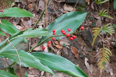 Alpinia intermedia, photographed by Cheng-Tao Lin