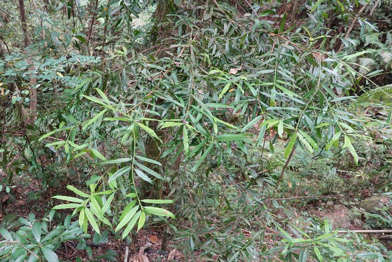 Podocarpus nakaii, photographed by Cheng-Tao Lin