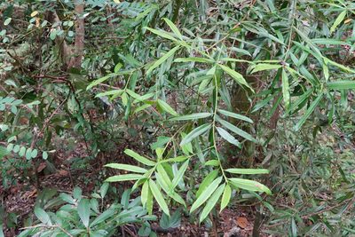 Podocarpus nakaii, photographed by Cheng-Tao Lin