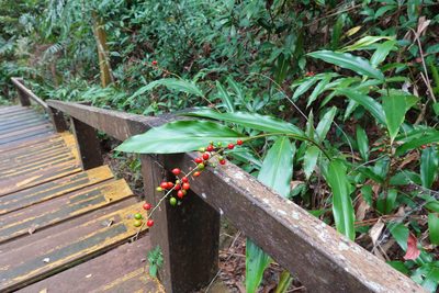Alpinia intermedia, photographed by Cheng-Tao Lin