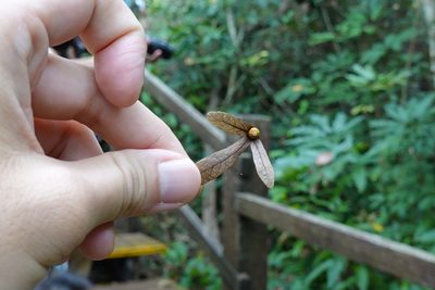 Engelhardia roxburghiana, photographed by Cheng-Tao Lin