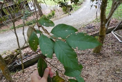 Styrax suberifolius, photographed by Cheng-Tao Lin