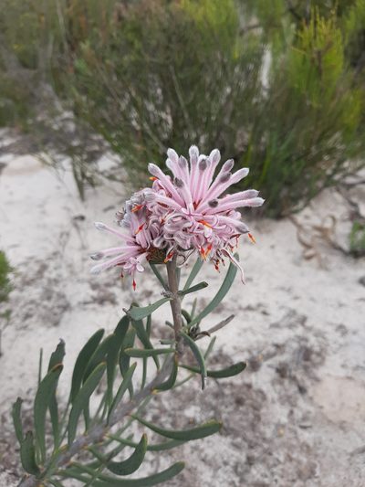 Petrophile linearis, photographed by T. Hammer