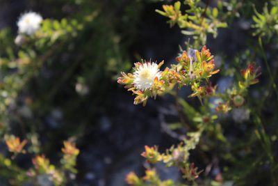 Diastella fraterna, photographed by Noeleen du Toit