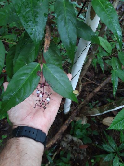 Palicourea deflexa, photographed by keesgroenendijk