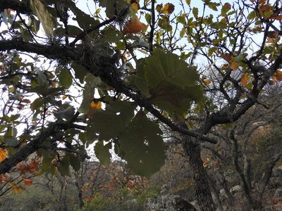 Quercus resinosa, photographed by Oscar Alejandro Morales Juárez