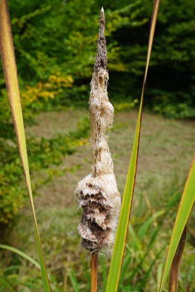 Typha shuttleworthii, photographed by Patrick Hacker