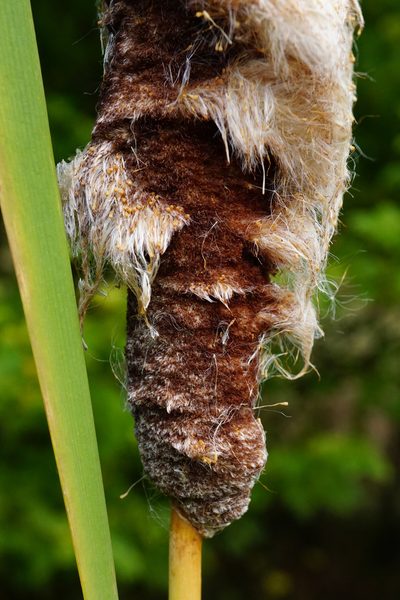 Typha shuttleworthii, photographed by Patrick Hacker
