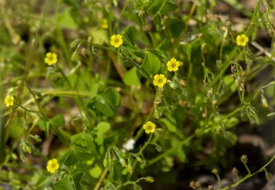 Oxalis laxa, photographed by Megan Ralph