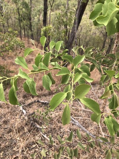 Capparis canescens, photographed by elawrey