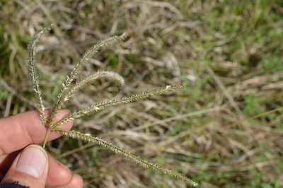 Stapfochloa canterae, photographed by Dan Johnson