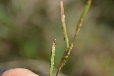 Paspalum denticulatum, photographed by Dan Johnson