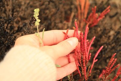 Salicornia rubra, photographed by Robyn Hanson