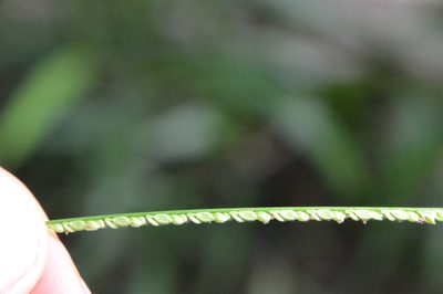 Paspalum langei, photographed by Dan Johnson