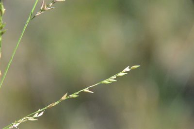 Coleataenia anceps, photographed by Dan Johnson