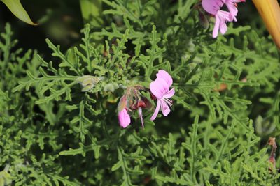 Pelargonium radens, photographed by Tony Rebelo