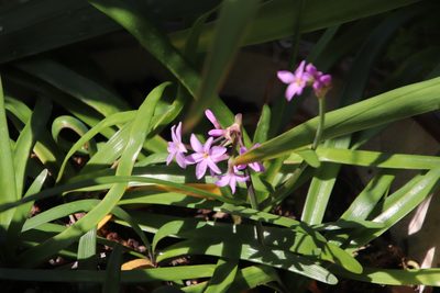 Tulbaghia violacea, photographed by Tony Rebelo