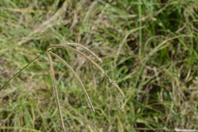 Stapfochloa canterae, photographed by Dan Johnson