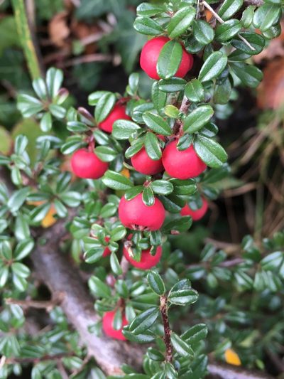 Cotoneaster integrifolius, photographed by rmjb