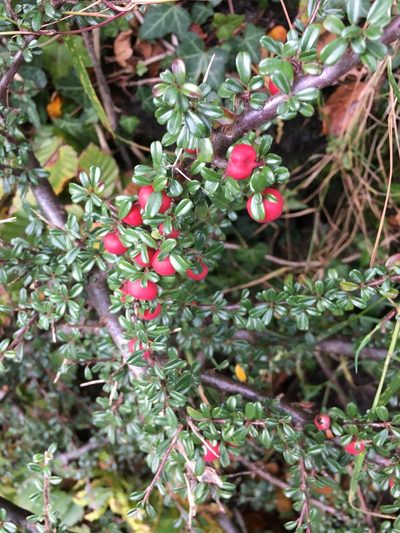 Cotoneaster integrifolius, photographed by rmjb