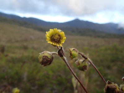 Espeletia steyermarkii, photographed by JR Ferrer-Paris
