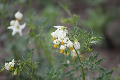 Solanum pinnatisectum, photographed by José Belem Hernández Díaz