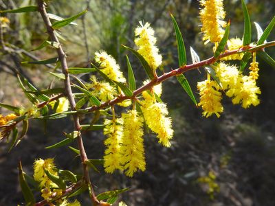 Acacia oxycedrus, photographed by Kiri Bee
