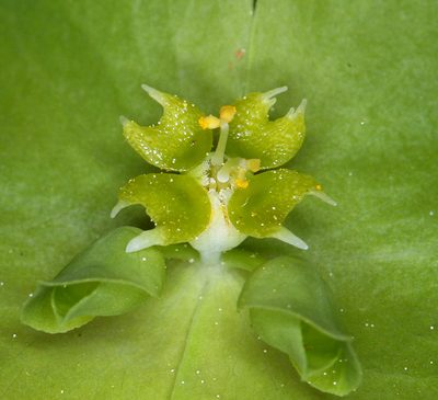 Euphorbia crenulata, photographed by Steve Matson