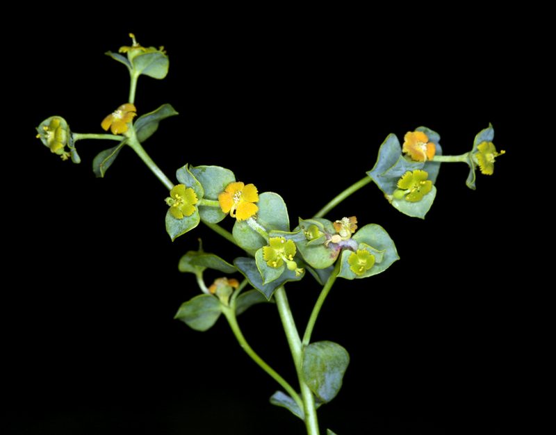 Euphorbia schizoloba, photographed by Steve Matson