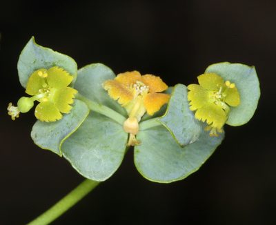 Euphorbia schizoloba, photographed by Steve Matson