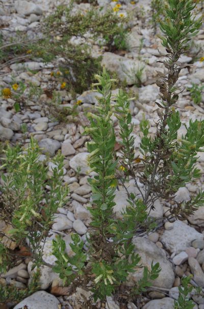 Brickellia dentata, photographed by Eric Knight