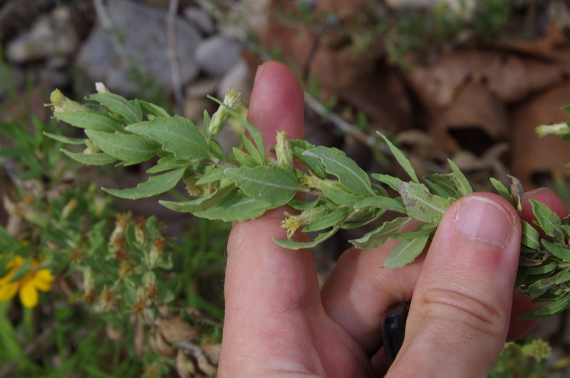 Brickellia dentata, photographed by Eric Knight