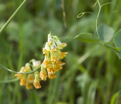 Lathyrus sulphureus, photographed by Megan Ralph