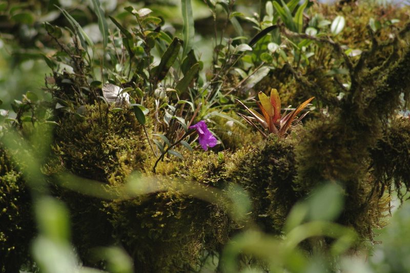 Sobralia amabilis, photographed by Eric Knight