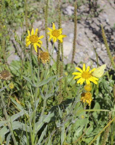 Arnica chamissonis, photographed by John Hibbard