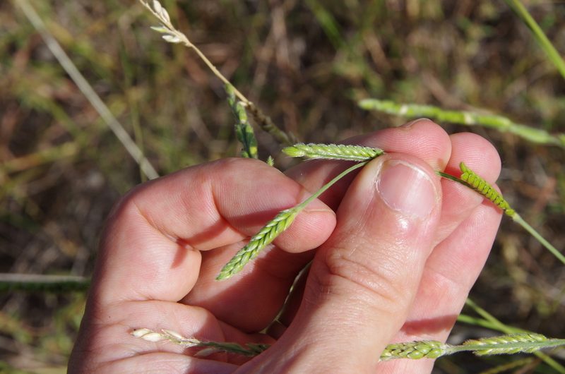 Eriochloa sericea, photographed by Eric Knight