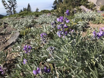 Lupinus obtusilobus, photographed by marek